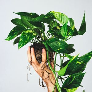 Preview wallpaper houseplant, leaves, hand, white