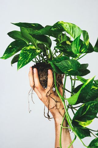 320x480 Wallpaper houseplant, leaves, hand, white