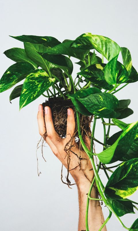 480x800 Wallpaper houseplant, leaves, hand, white