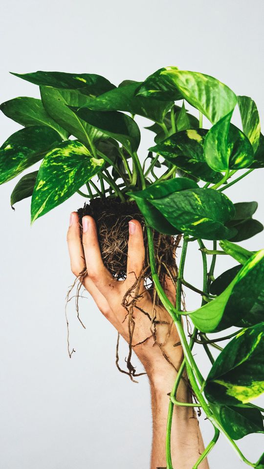 540x960 Wallpaper houseplant, leaves, hand, white