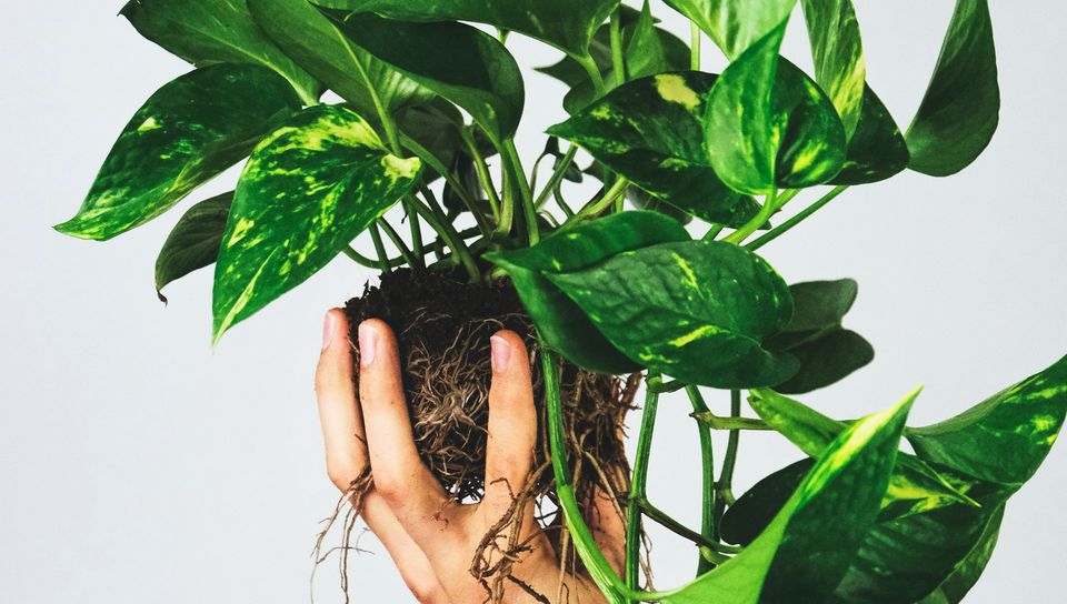 960x544 Wallpaper houseplant, leaves, hand, white