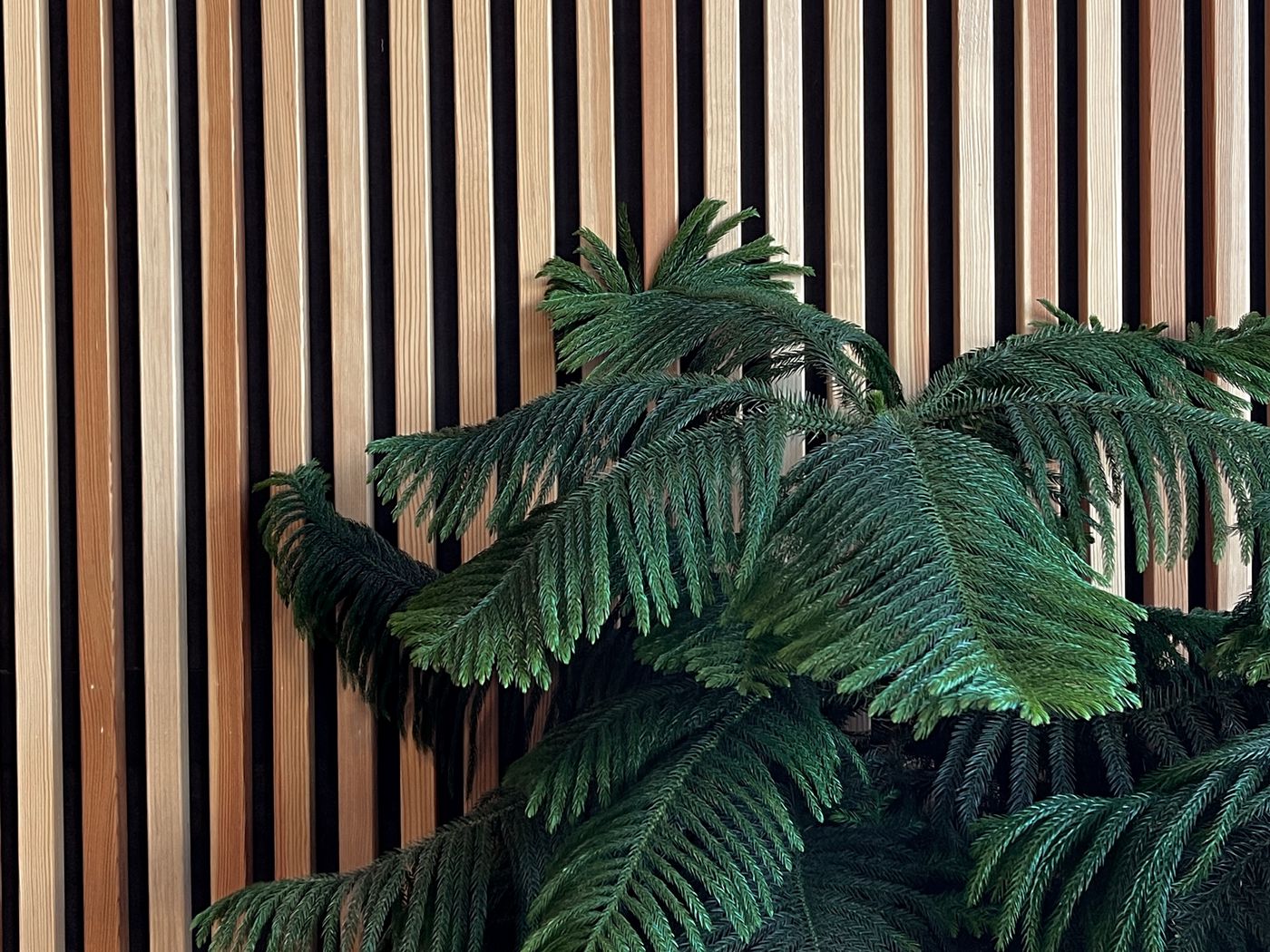 1400x1050 Wallpaper houseplant, plant, green