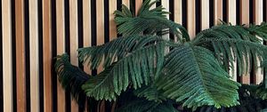 Preview wallpaper houseplant, plant, green
