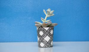 Preview wallpaper houseplant, pot, table