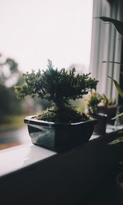 Preview wallpaper houseplant, pot, window