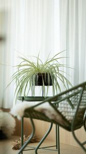 Preview wallpaper houseplant, room, chair, table, interior