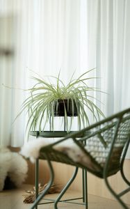 Preview wallpaper houseplant, room, chair, table, interior