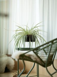 Preview wallpaper houseplant, room, chair, table, interior