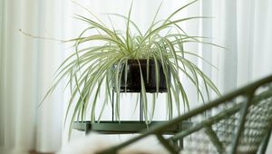 Preview wallpaper houseplant, room, chair, table, interior
