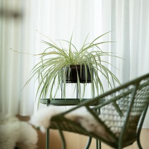 Preview wallpaper houseplant, room, chair, table, interior