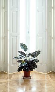 Preview wallpaper houseplant, room, interior, door