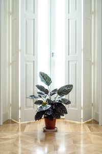 Preview wallpaper houseplant, room, interior, door