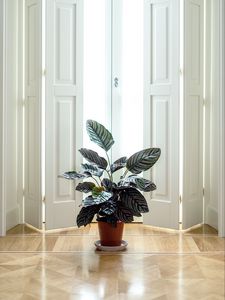 Preview wallpaper houseplant, room, interior, door