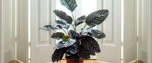 Preview wallpaper houseplant, room, interior, door