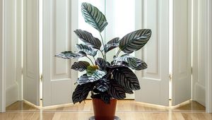 Preview wallpaper houseplant, room, interior, door