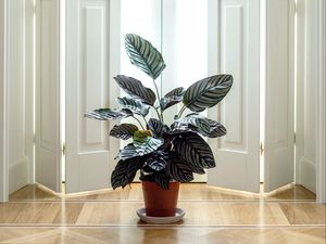 Preview wallpaper houseplant, room, interior, door