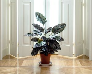 Preview wallpaper houseplant, room, interior, door