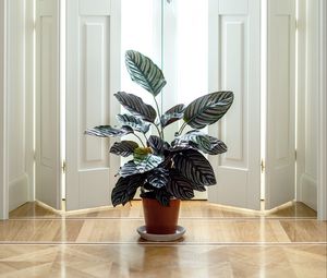 Preview wallpaper houseplant, room, interior, door