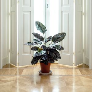 Preview wallpaper houseplant, room, interior, door