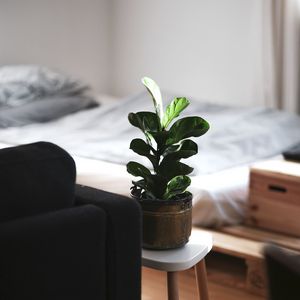 Preview wallpaper houseplant, room, interior, sofa