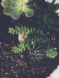 Preview wallpaper houseplant, soil, leaves