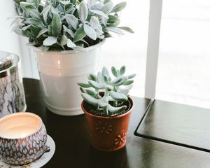 Preview wallpaper houseplant, window sill, candle