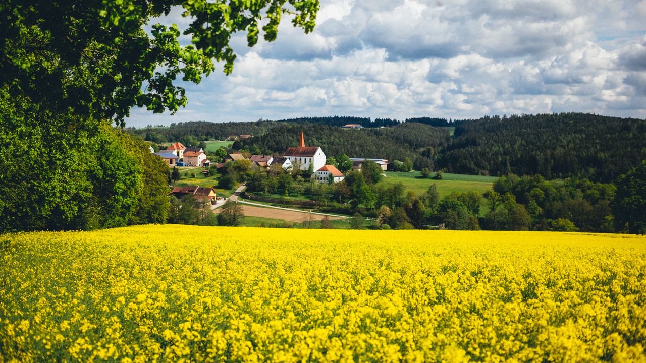 Wallpaper houses, field, flowers, forest, landscape