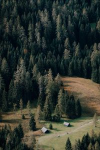 Preview wallpaper houses, forest, trees, path