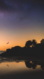 Preview wallpaper houses, palm trees, bird, silhouettes, evening