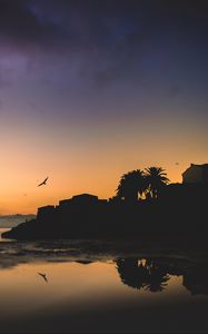 Preview wallpaper houses, palm trees, bird, silhouettes, evening