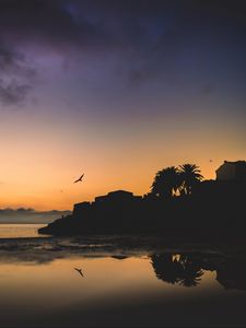 Preview wallpaper houses, palm trees, bird, silhouettes, evening