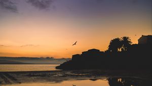 Preview wallpaper houses, palm trees, bird, silhouettes, evening