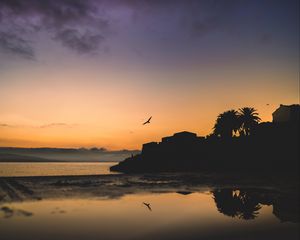 Preview wallpaper houses, palm trees, bird, silhouettes, evening