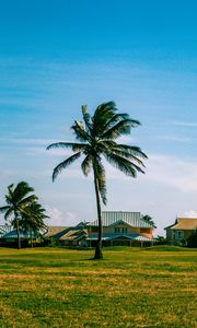 Preview wallpaper houses, palm trees, field, landscape, summer