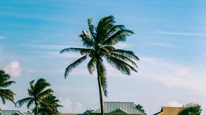 Preview wallpaper houses, palm trees, field, landscape, summer