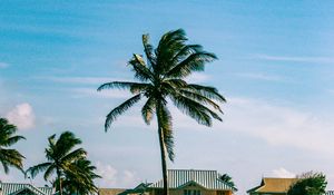 Preview wallpaper houses, palm trees, field, landscape, summer