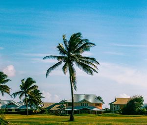 Preview wallpaper houses, palm trees, field, landscape, summer