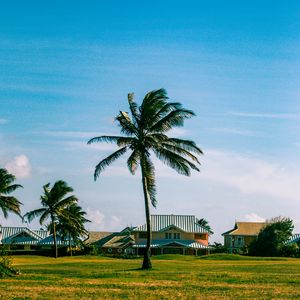 Preview wallpaper houses, palm trees, field, landscape, summer