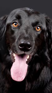 Preview wallpaper hovawart, dog, muzzle, black, protruding tongue