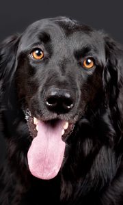 Preview wallpaper hovawart, dog, muzzle, black, protruding tongue