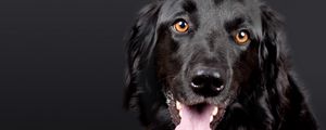 Preview wallpaper hovawart, dog, muzzle, black, protruding tongue