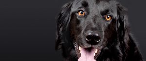 Preview wallpaper hovawart, dog, muzzle, black, protruding tongue