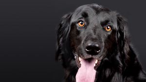 Preview wallpaper hovawart, dog, muzzle, black, protruding tongue