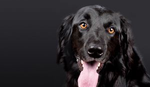 Preview wallpaper hovawart, dog, muzzle, black, protruding tongue