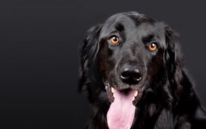 Preview wallpaper hovawart, dog, muzzle, black, protruding tongue