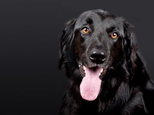 Preview wallpaper hovawart, dog, muzzle, black, protruding tongue