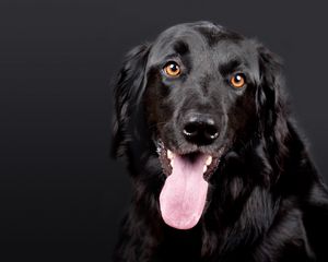 Preview wallpaper hovawart, dog, muzzle, black, protruding tongue