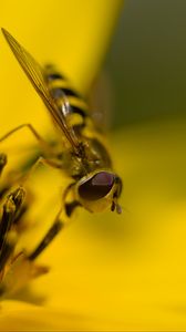 Preview wallpaper hoverfly, fly, insect, flower, pollen, macro