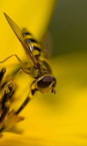 Preview wallpaper hoverfly, fly, insect, flower, pollen, macro