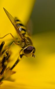 Preview wallpaper hoverfly, fly, insect, flower, pollen, macro